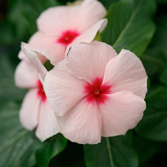 Vinca Virtuosa Apricot 25 thru 250 Vinca Seeds Bulk Flower Seeds