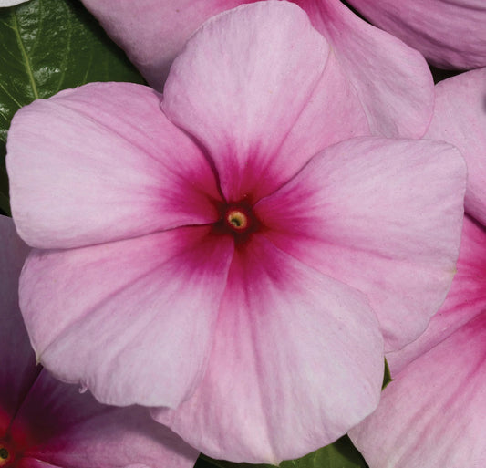 Vinca Seeds Vinca Vitalia Blush 25 thru 250 Bulk Vinca Seeds