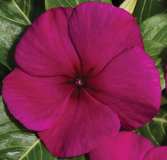 Vinca Seeds Vinca Vitalia Burgundy 25 thru 250 Seeds Bulk Vinca Seeds