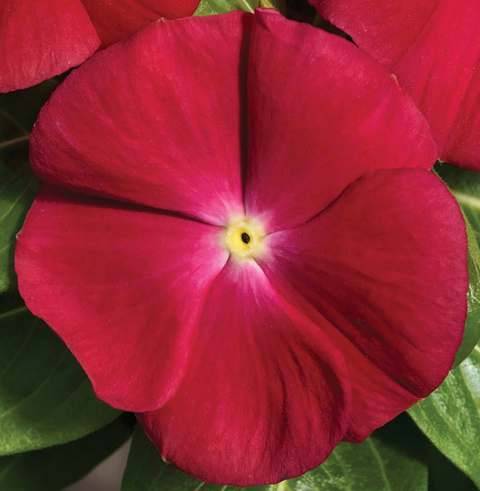 Vinca Seeds Vinca Vitalia Cherry 25 thru 250 Seeds Bulk Vinca Seeds