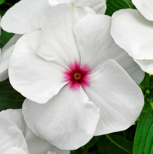 Vinca Seeds Vinca Vitalia Polka Dot 25 thru 250 Bulk Vinca Seeds