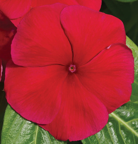 Vinca Seeds Vinca Vitalia Red 25 thru 250 Bulk Vinca Seeds