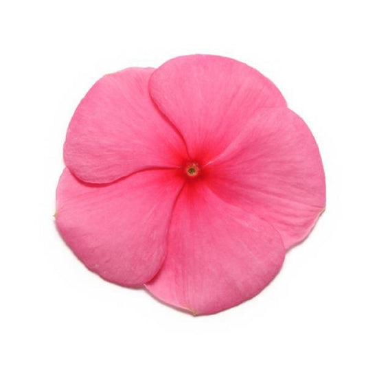 Vinca Seeds Pacifica XP Punch 25 thru 500 Bulk Flower Seeds