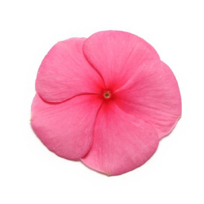 Vinca Seeds Pacifica XP Punch Bulk Flower Seeds