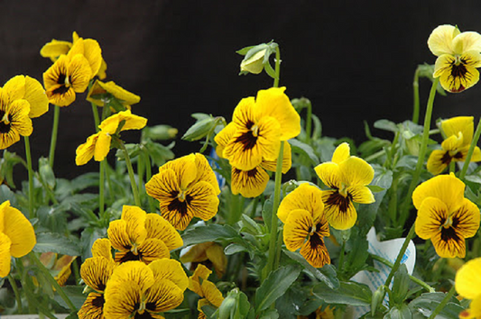 Viola Seeds Angel Tiger Eye Yellow 50 Seeds