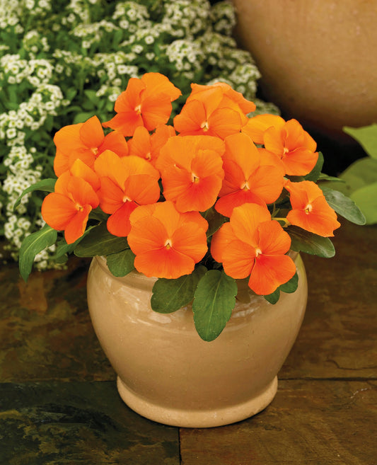 Viola Seeds Viola Colormax Clear Orange 25 thru 500 Bulk Seeds