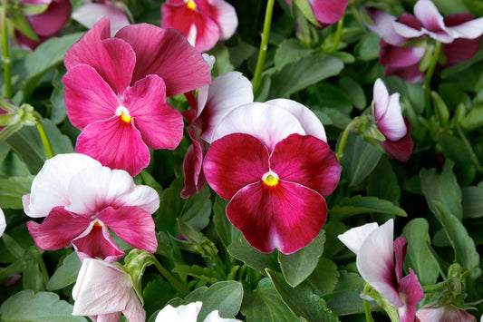 Viola Seeds Viola Colormax Beacon Rose 25 thru 500 Bulk Seeds