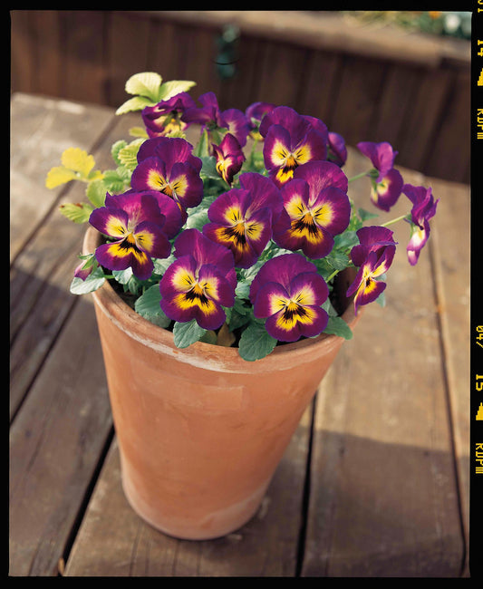 Viola Seeds Viola Colormax Berry Pie 25 thru 500 Bulk Seeds