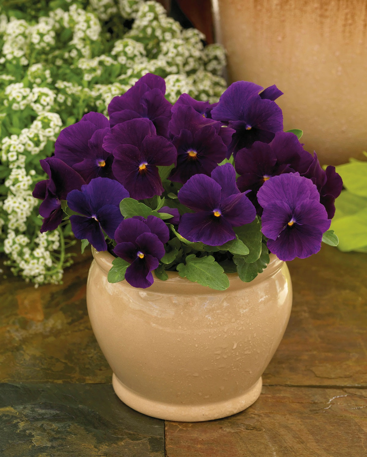 Viola Seeds Viola Colormax Clear Purple 25 thru 500 Bulk Seeds