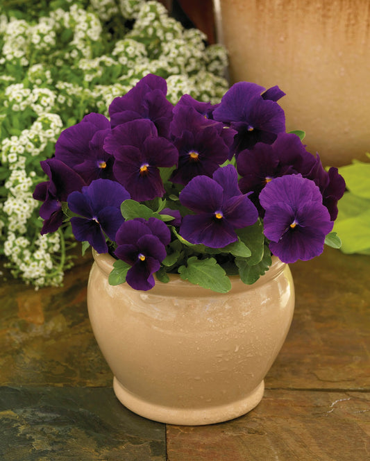 Viola Seeds Viola Colormax Clear Purple 25 thru 500 Bulk Seeds