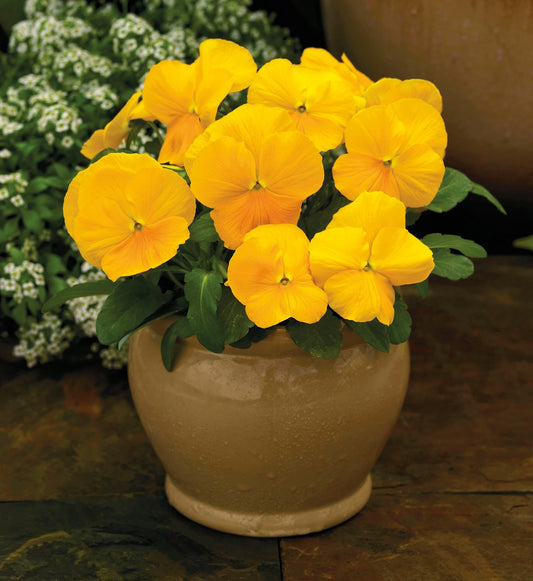 Viola Seeds Viola Colormax Clear Yellow 25 thru 500 Bulk Seeds