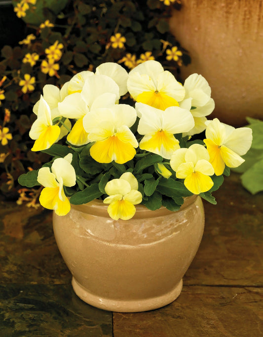 Viola Seeds Viola Colormax Lemon Splash 25 thru 500 Bulk Seeds