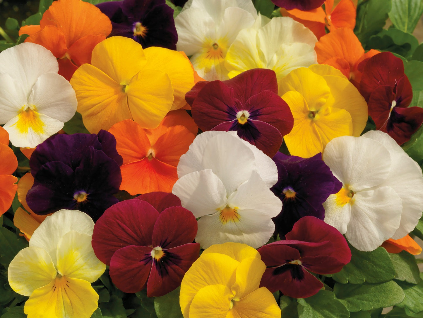 Viola Seeds Viola Colormax Mix 25 thru 500 Bulk Seeds