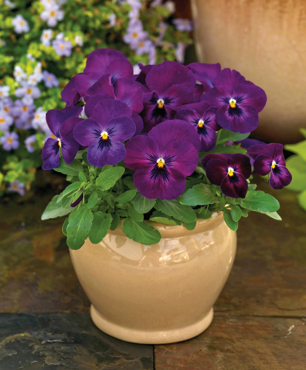 Viola Seeds Viola Colormax Purple Glow 25 thru 500 Bulk Seeds