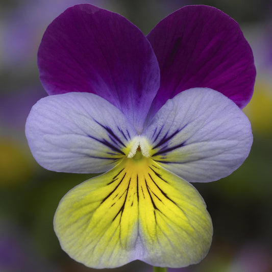 Viola Seeds Viola Deltini Blue Purple Wing 50 Seeds Scented Viola