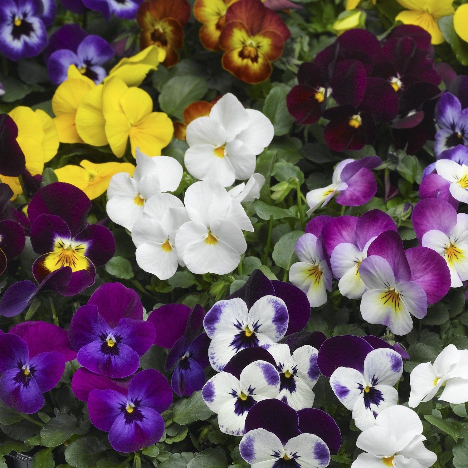 Viola Seeds Viola Deltini Mix 50 Seeds Scented Viola