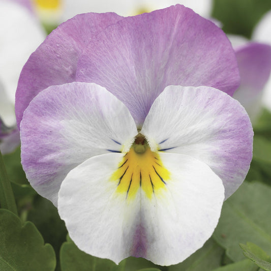 Viola Seeds Viola Deltini Rose Pink 50 Seeds Scented Viola