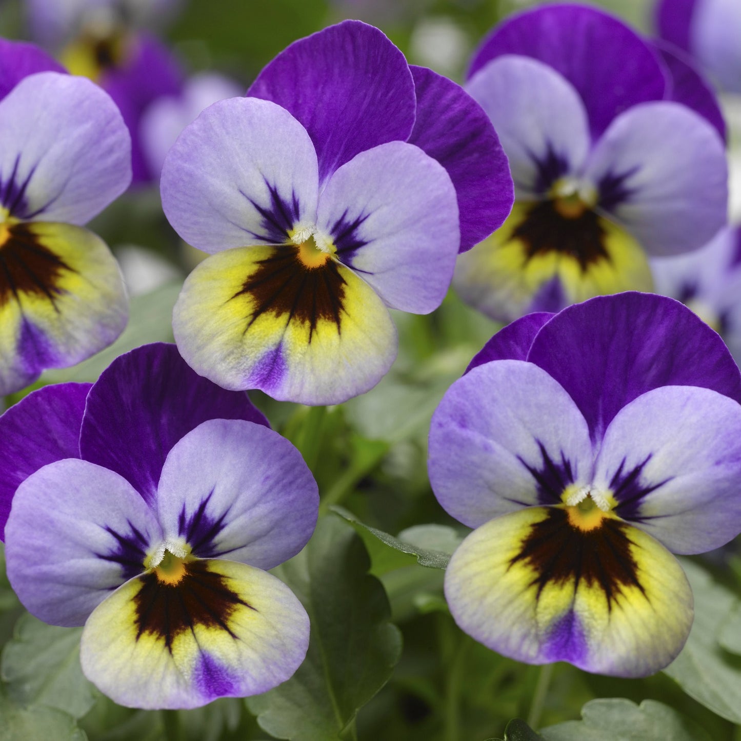 Viola Seeds Viola Deltini Violet Blue 50 Seeds Scented Viola