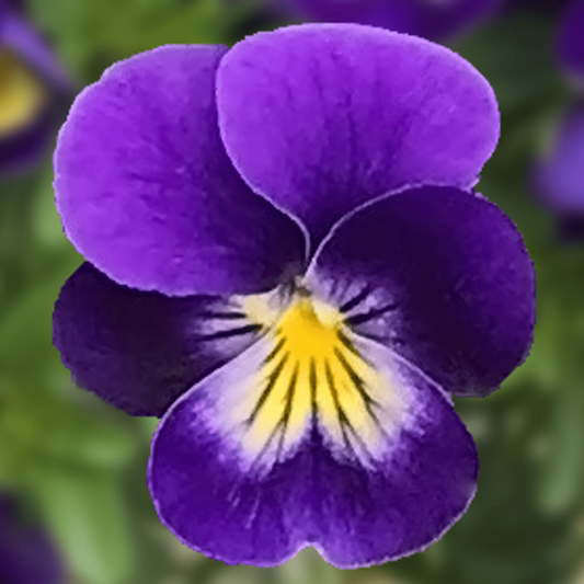 Viola Seeds Viola Endurio Blue Faces 50 Seeds