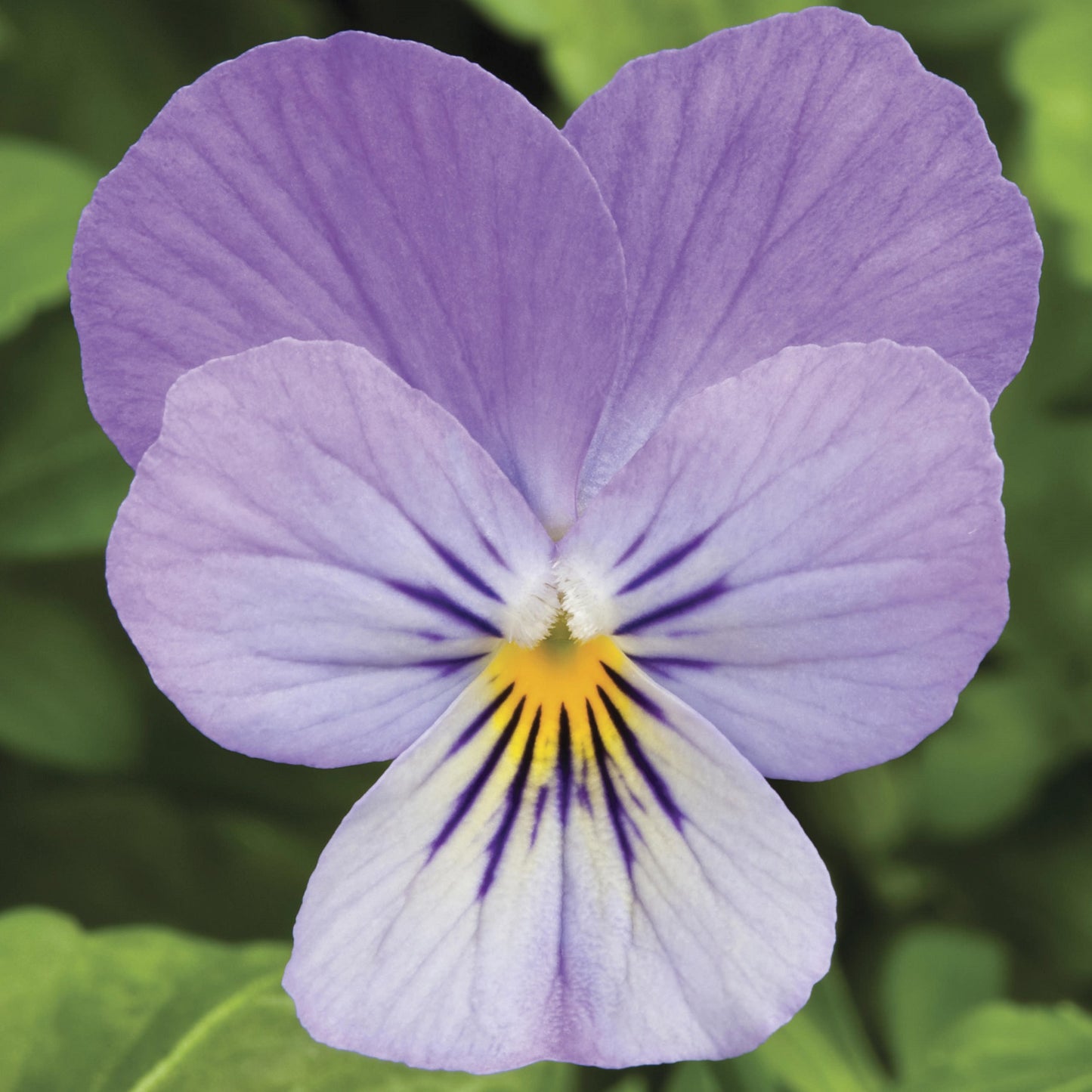 Viola Seeds Viola Endurio Lavender Shades 50 Seeds