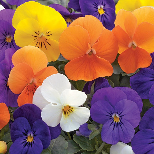 Edible Viola Penny All Season Mix 25 thru 500 Bulk Viola Seeds