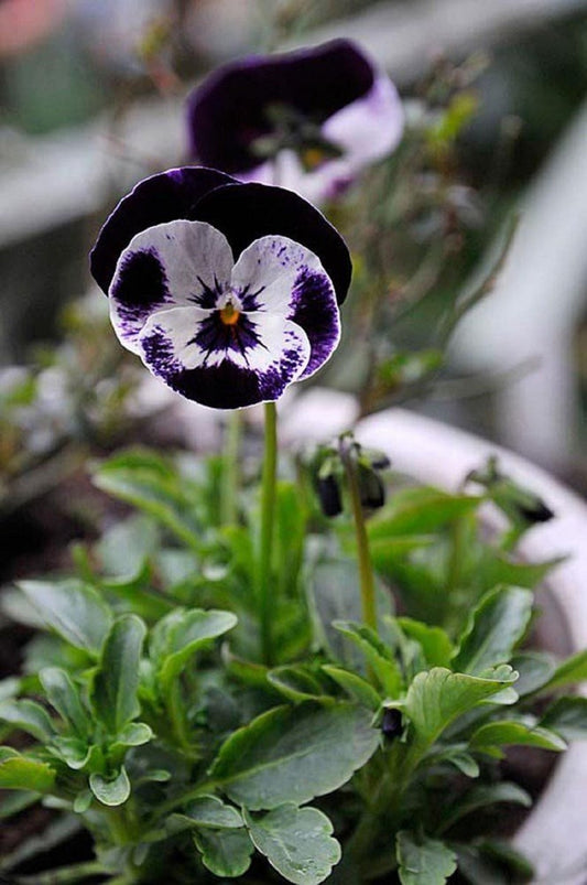 Penny Mickey 50 Edible Viola Seeds Perennial Seeds