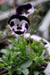 Penny Mickey 25 Viola Seeds Perennial Seeds