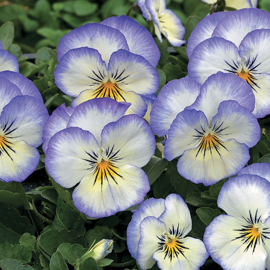 Edible Viola Penny Purple Picotee 25 Viola Seeds