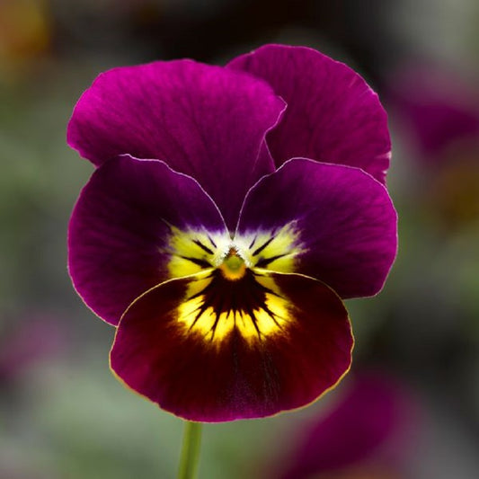 Viola Seeds 50 Seeds Penny Viola Tiger Face