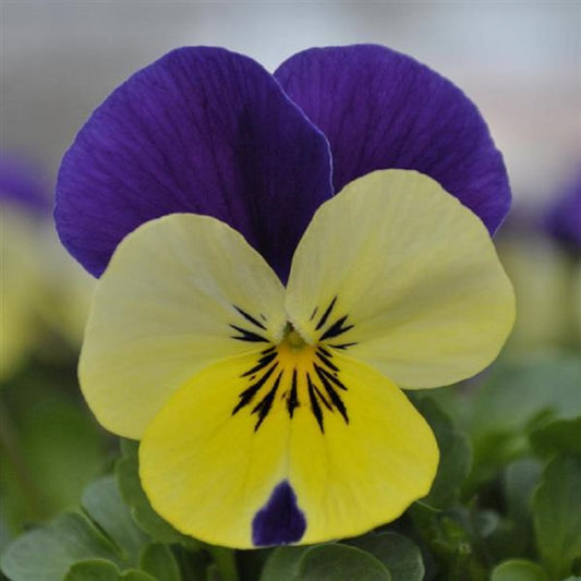 Viola Seeds 50 Seeds Viola Quicktime Lemon Jump Up
