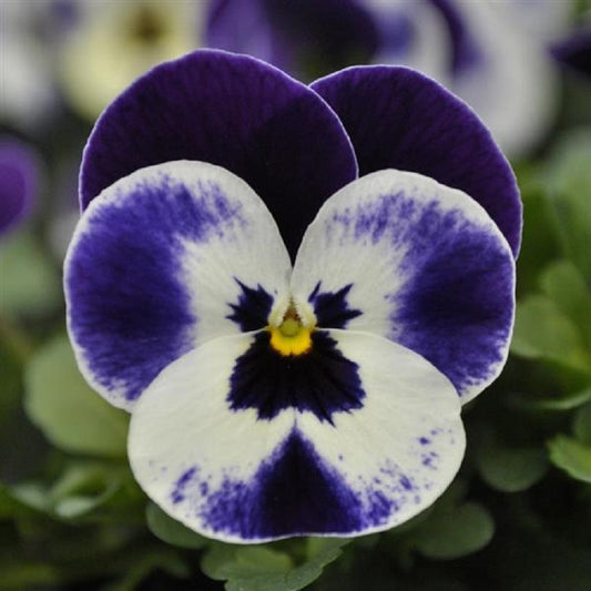 Viola Seeds 50 Seeds Viola Quicktime Mickey Flower Seeds