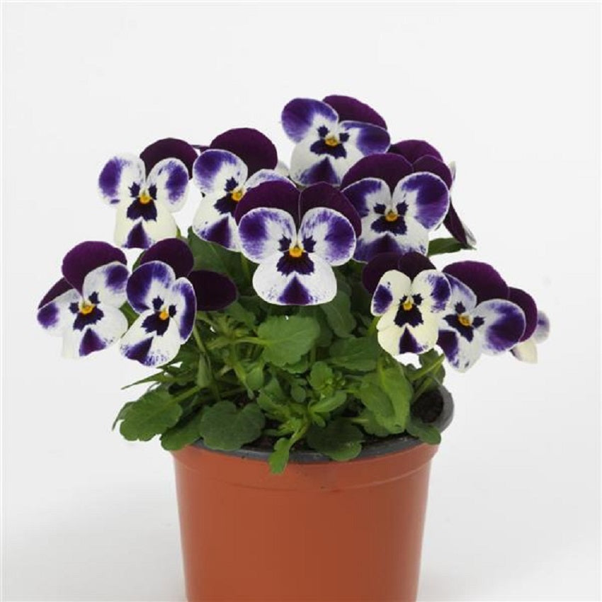 Viola Seeds 50 Seeds Viola Quicktime Mickey Flower Seeds