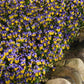 Viola Seeds 50 Seeds Viola Quicktime Yellow Blue Jump Up