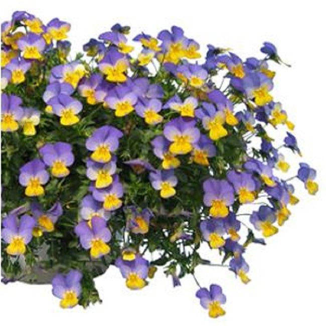 Viola Seeds Rebelina Blue Yellow 25 thru 250 Perennial Seeds