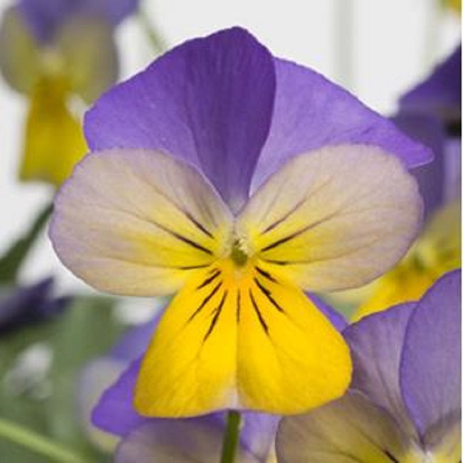 Viola Seeds Rebelina Blue Yellow 25 thru 250 Perennial Seeds