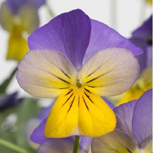 Viola Seeds Rebelina Blue Yellow 25 thru 250 Perennial Seeds