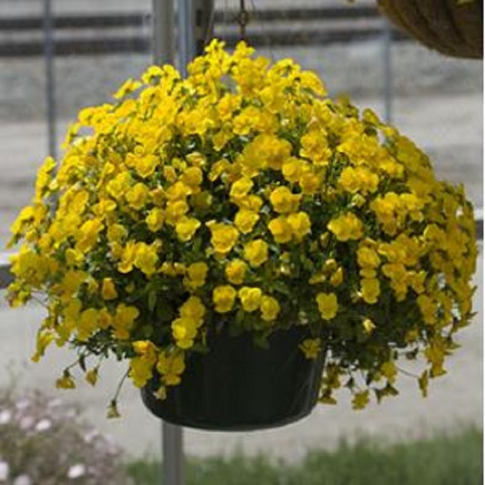 Viola Seeds Rebelina Golden Yellow 25 thru 250 Perennial Seeds