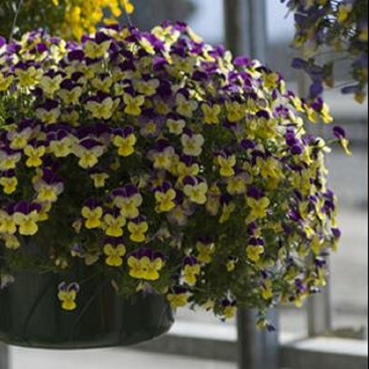 Viola Seeds Rebelina Purple Yellow 25 thru 250 Perennial Seeds