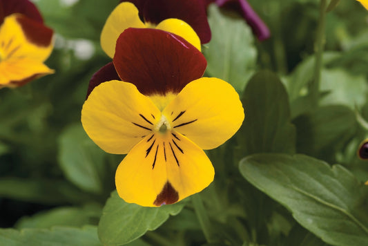 Viola Seeds Rebelina Red Yellow 25 thru 250 Perennial Seeds