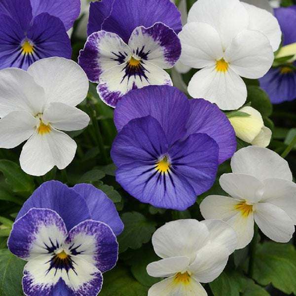 Viola Seeds Sorbet XP Blueberry Sundae 50 Flower Seeds ...