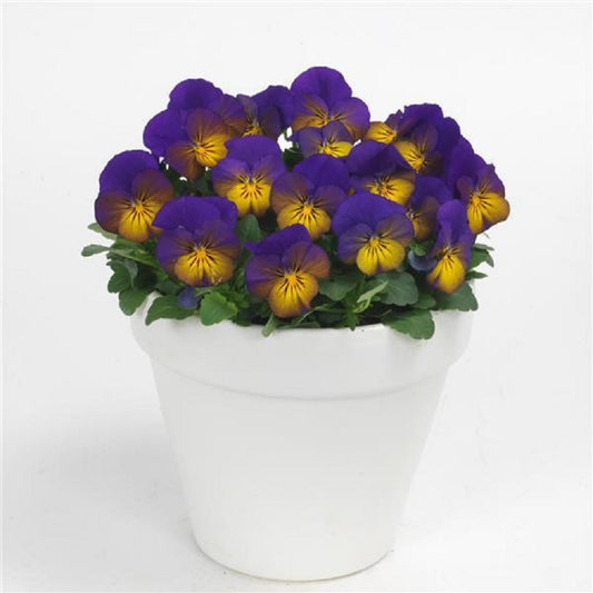 Viola Seeds Sorbet XP Morpho 50 Flower Seeds
