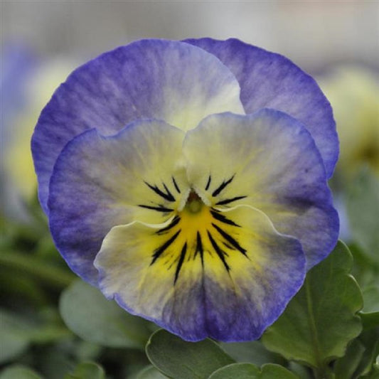 Viola Seeds Sorbet XP Neptune 50 Flower Seeds