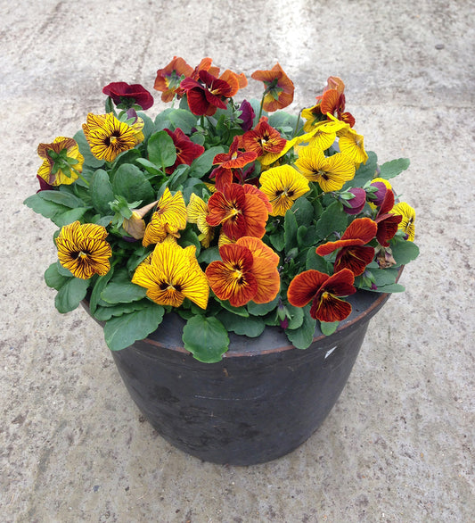 Viola Seeds Angel Tiger Eye Mix 25 thru 250 F1 Seeds