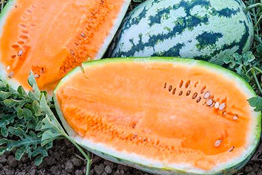 Watermelon Seeds 15 thru 100 Tender Sweet Orange Seeds