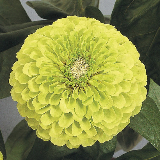 Zinnia Seeds Benary’s Giant Lime 50 Flower Seeds