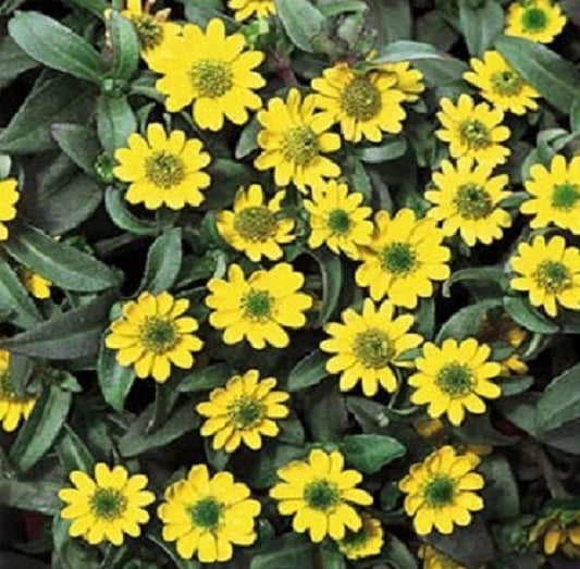 Creeping Zinnia Seeds Sanvitalia Procumbens 200 Flower Seeds
