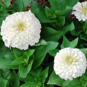 100 Zinnia Seeds Elegans Polar Bear Flower Seeds