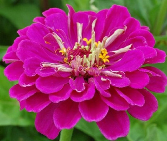 100 Zinnia Seeds Elegans Dreams Flower Seeds