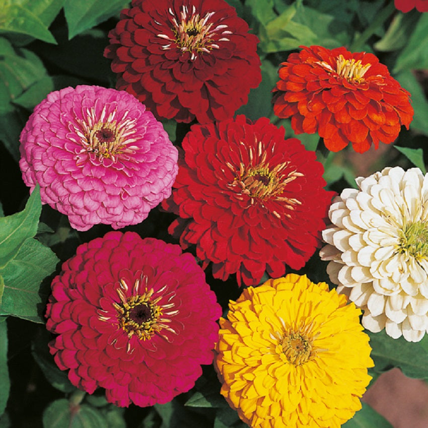 50 Zinnia Seeds Higro Mix Zinnia Seeds For Sale