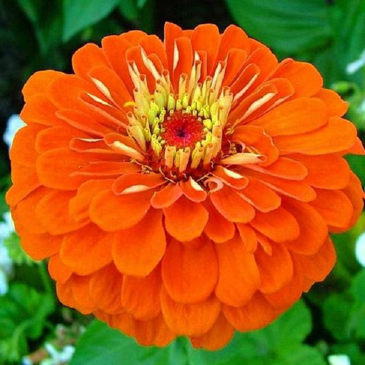 50 Flower Seeds Zinnia Seeds Higro Orange Flower